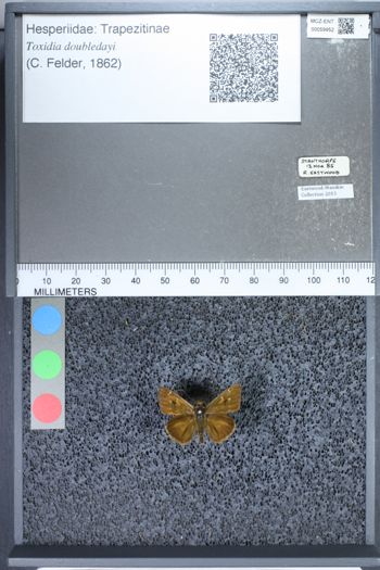 Media type: image;   Entomology 59952